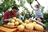 Quench summer thirst with Hanareum pears