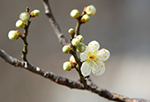 Spring steps closer to Seoul