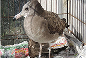 Black-tailed gull born in Korea found in Japan 