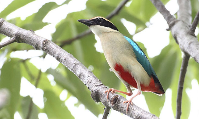 Endangered birds found in southern Korea