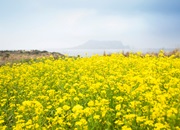 Jeju Canola Flower Festival