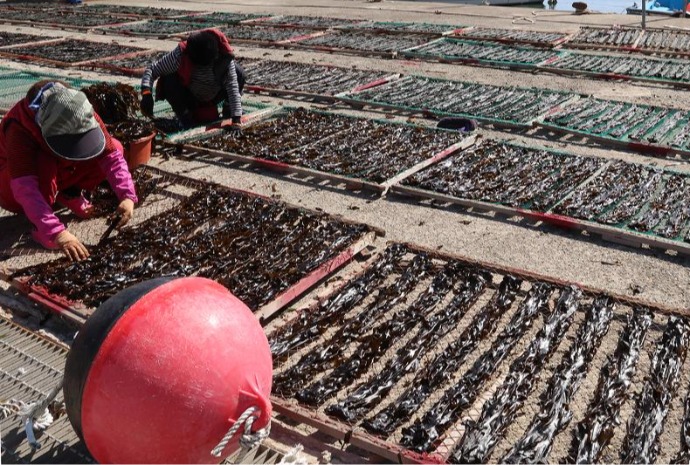 Drying famous seaweed in Busan